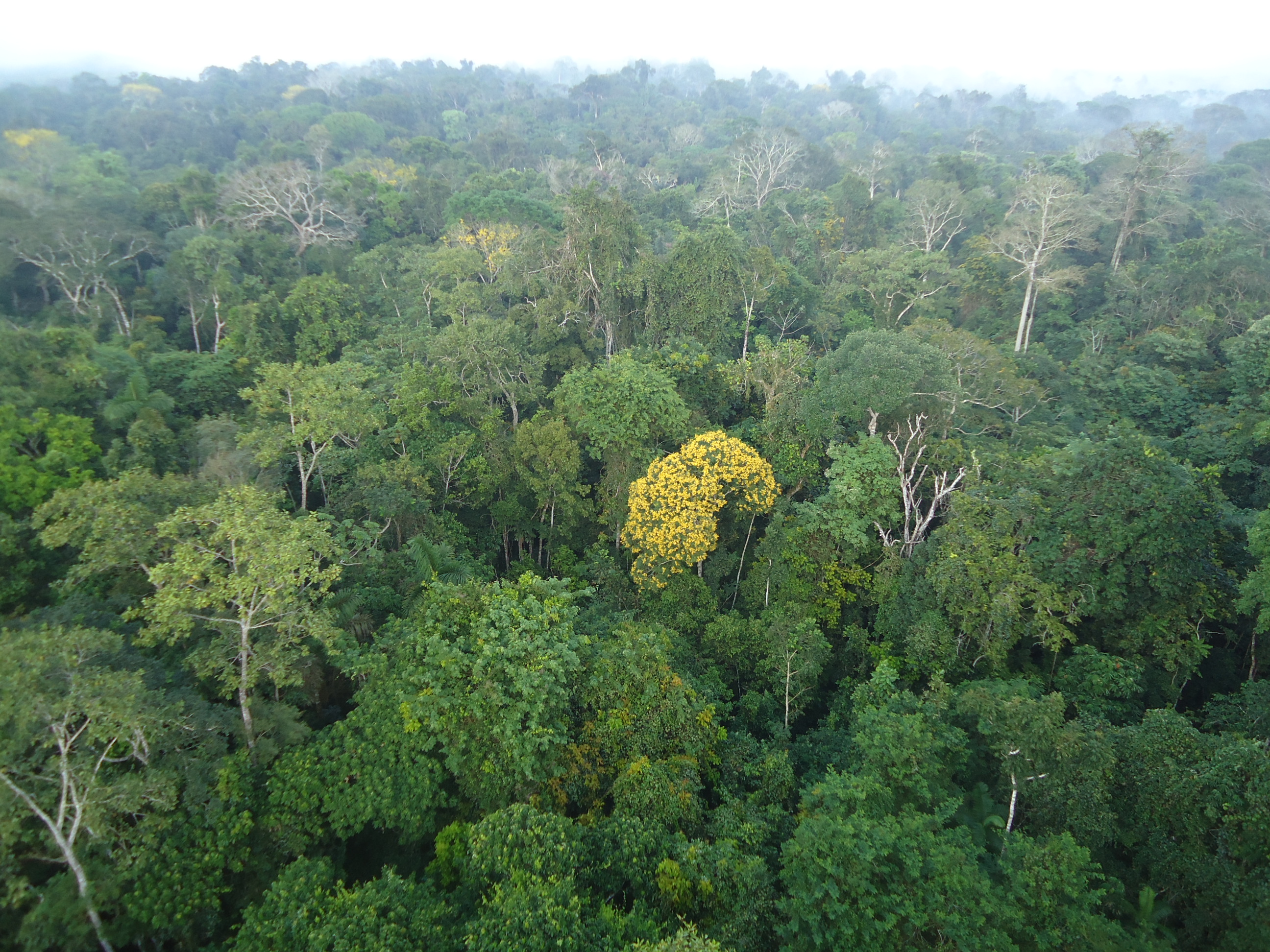 Floresta